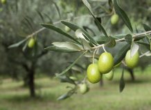 Παπαδημούλης σε Κομισιόν για μείωση παραγωγής ελαιόλαδου