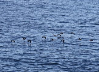 ΝΗΡΕΥΣ: Εισαγωγή μετοχών από μετατροπή ομολογιών