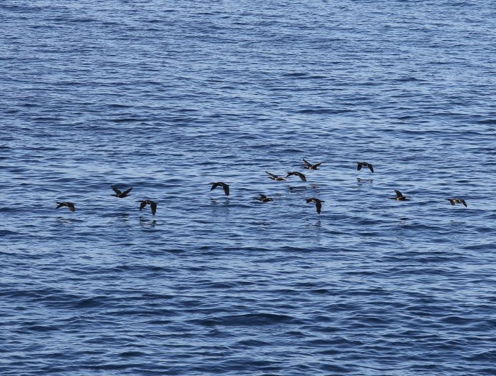 ΝΗΡΕΥΣ: Εισαγωγή μετοχών από μετατροπή ομολογιών