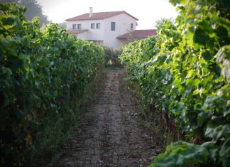 Τσέλεπος Οινοποιητική: Οι επενδύσεις της εταιρείας