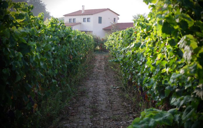 Τσέλεπος Οινοποιητική: Οι επενδύσεις της εταιρείας