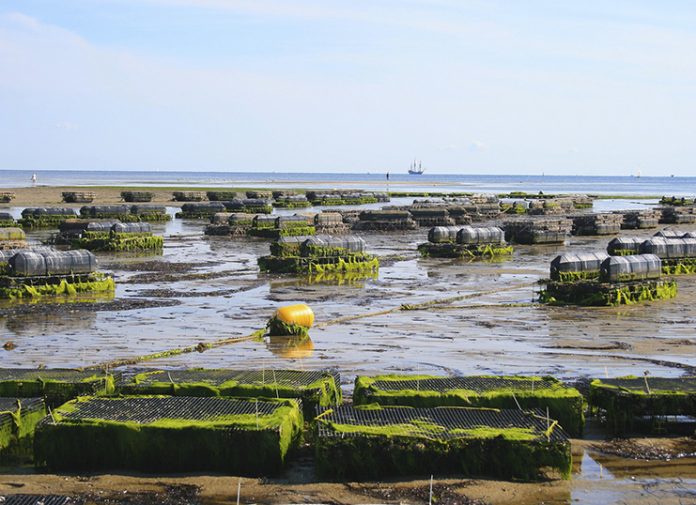 Ξεκινάει η αξιολόγηση των αιτήσεων χρηματοδότησης στις Υδατοκαλλιέργειες