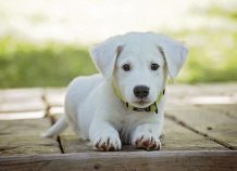 Η Pet Pet συνεργάζεται με την ΜΚΟ Dogs’ Voice Η Pet Pet συνεργάζεται με την ΜΚΟ Dogs’ Voice