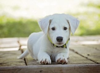 Η Pet Pet συνεργάζεται με την ΜΚΟ Dogs’ Voice Η Pet Pet συνεργάζεται με την ΜΚΟ Dogs’ Voice