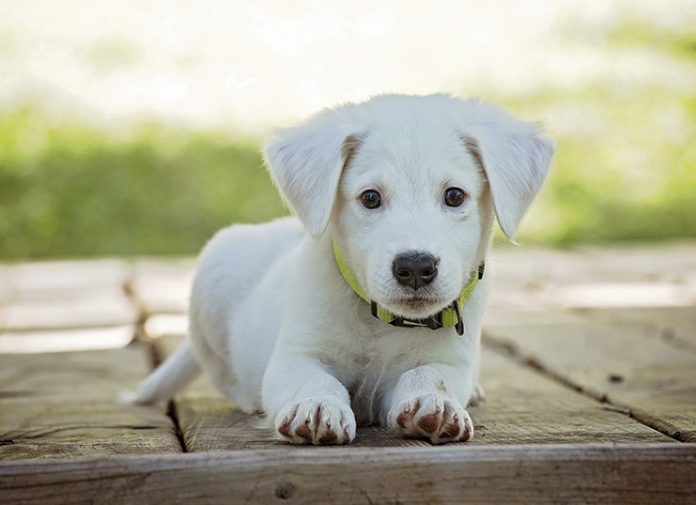 Η Pet Pet συνεργάζεται με την ΜΚΟ Dogs’ Voice