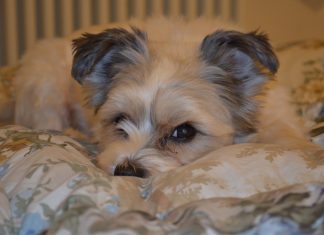 Αποσύρεται το νομοσχέδιο για τα ζώα συντροφιάς