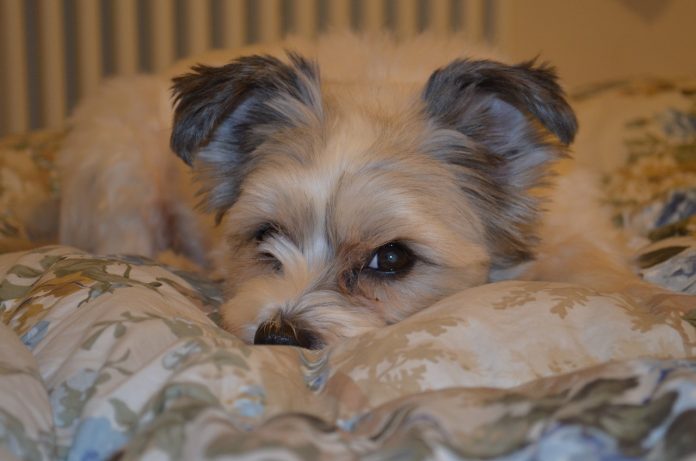 Αποσύρεται το νομοσχέδιο για τα ζώα συντροφιάς