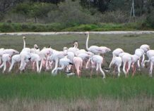 Κέρκυρα: Τα ροζ φλαμίνγκο ήρθαν και φέτος στο νησί