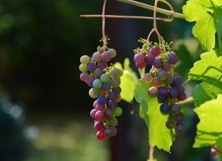 Ιδρύθηκε ο Σύνδεσμος Μικρών Οινοποιών Ελλάδος