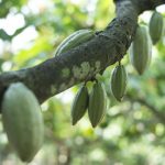 Mondelez International: Ανάπτυξη του "Cocoa Life"