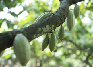 Mondelez International: Ανάπτυξη του "Cocoa Life"