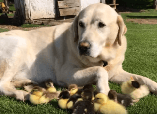 Εννέα ορφανά παπάκια "υιοθέτησε" ο Φρέντι (Βίντεο-Φωτο)