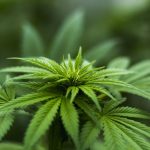 Ελλάδα: Μείωση των χρηστών ναρκωτικών στην περίοδο της κρίσης