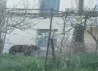 Αρκούδα επισκέφτηκε σπίτι στη Φλώρινα