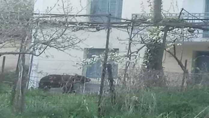 Αρκούδα επισκέφτηκε σπίτι στη Φλώρινα