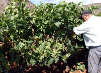 Αποστόλου: Πυλώνας της οικονομίας η αμπελουργία