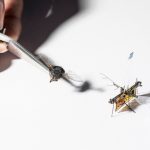 Robofly: Το πρώτο ασύρματο ρομποτικό έντομο έκανε την «παρθενική» του πτήση