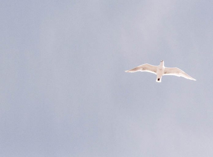 Νήσος Ρω: Αυτοκτόνησε στρατιώτης στην σκοπιά