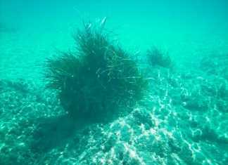 Οι Ελληνες μπορούν! Το «γρασίδι του Ποσειδώνα» που σπάει ταμεία (Φωτο)