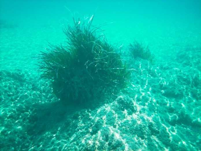 Οι Ελληνες μπορούν! Το «γρασίδι του Ποσειδώνα» που σπάει ταμεία (Φωτο)