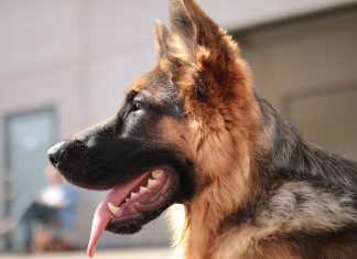 Σκύλος δάγκωσε βρέφος - Κινδυνεύει να χάσει το μάτι του