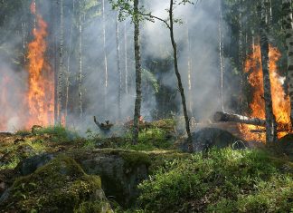 Σε εξέλιξη η χθεσινή πυρκαγιά σε πευκοδάσος στην Αλεξανδρούπολη