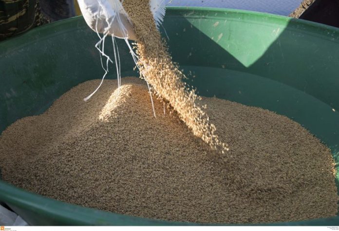 Μεγάλη προσοχή! Κίνδυνος για ρύζι με αρσενικό σε παιδικές τροφές