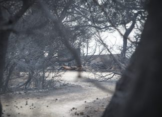 Ο αυστριακός Τύπος για τις πυρκαγιές στην Αττική