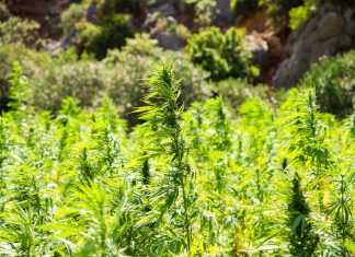 40χρονος κατείχε φυτεία με 780 δενδρύλλια κάνναβης