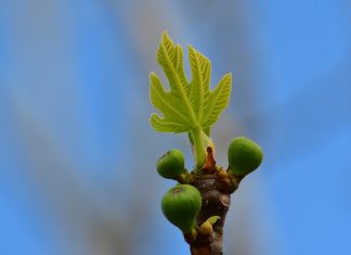 Αποστόλου: Θέμα χρόνου οι αποζημιώσεις σε παραγωγούς της Εύβοιας