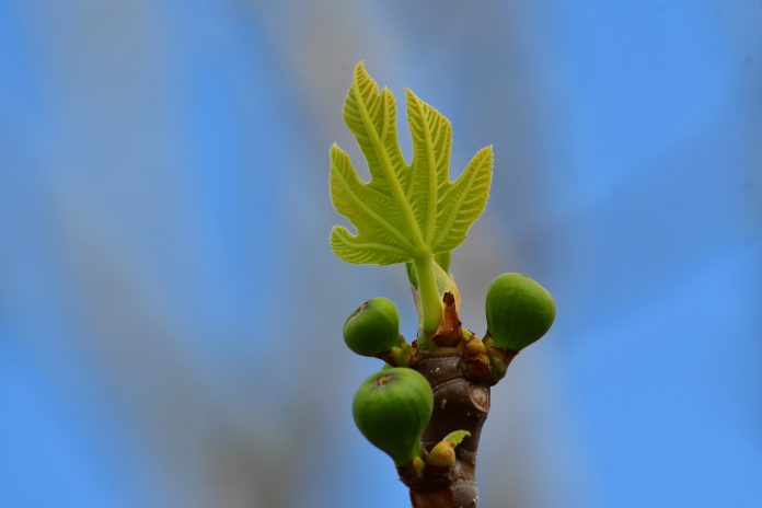 Αποστόλου: Θέμα χρόνου οι αποζημιώσεις σε παραγωγούς της Εύβοιας