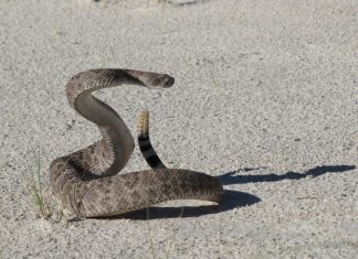 Οχιά δάγκωσε βρέφος στο Πήλιο: "Ο μικρούλης πέθαινε στην αγκαλιά μας...»