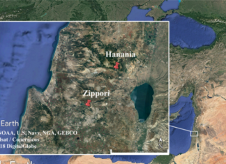 Προϊστορική ελιά "μιλά" για την έκρηξη του ηφαίστειου Σαντορίνης