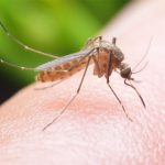 «Θερίζει» ο ιός του Δυτικού Νείλου: Τρεις οι νεκροί – Ποιες περιοχές «χτυπά» "Θερίζει" ο ιός του Δυτικού Νείλου: Τρεις οι νεκροί - Ποιες περιοχές "χτυπά"