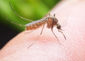 "Θερίζει" ο ιός του Δυτικού Νείλου: Τρεις οι νεκροί - Ποιες περιοχές "χτυπά"