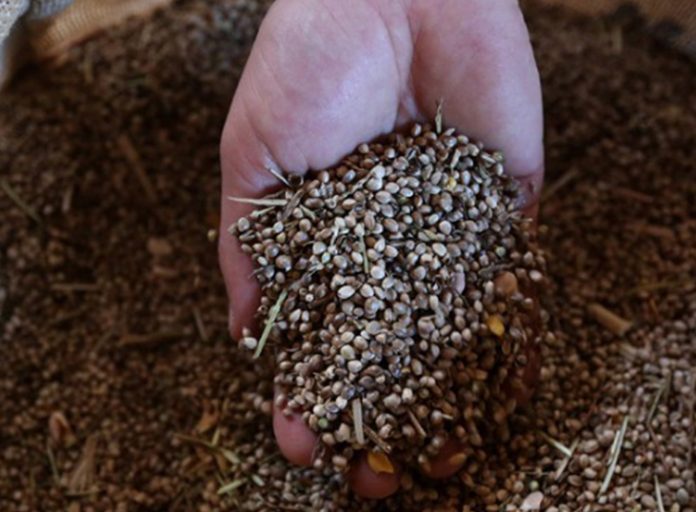 Σε 1,5 χρόνο θα υπάρχει η πρώτη παραγωγή τελικού προϊόντος φαρμακευτικής κάνναβης