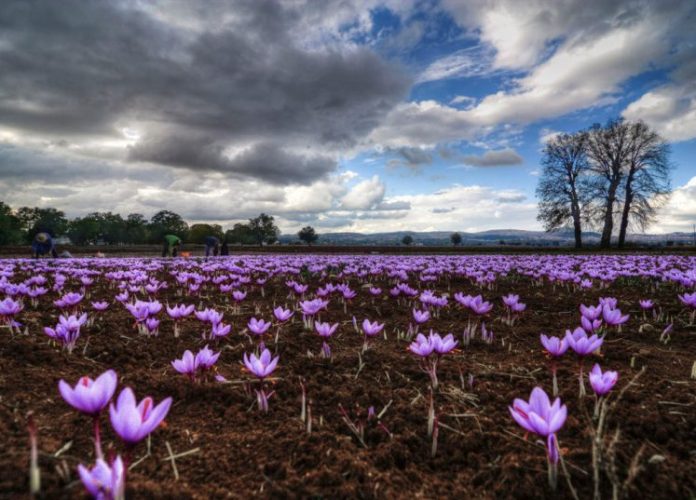 Σε κινεζικά ράφια ο κρόκος Κοζάνης