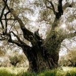 Ο πολυβραβευμένος Κύκλωπας από τον Έβρο Ο πολυβραβευμένος Κύκλωπας από τον Έβρο
