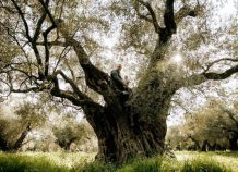 Ο πολυβραβευμένος Κύκλωπας από τον Έβρο Ο πολυβραβευμένος Κύκλωπας από τον Έβρο
